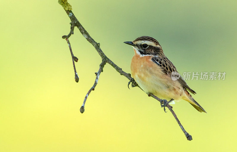 雄性鸣鸟(Saxicola rubetra)